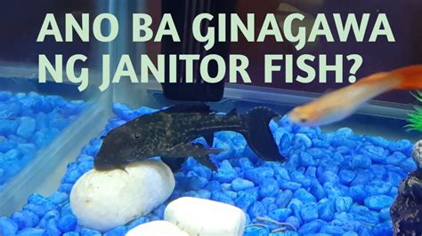 ilang araw bago lumaki ang janitor fish